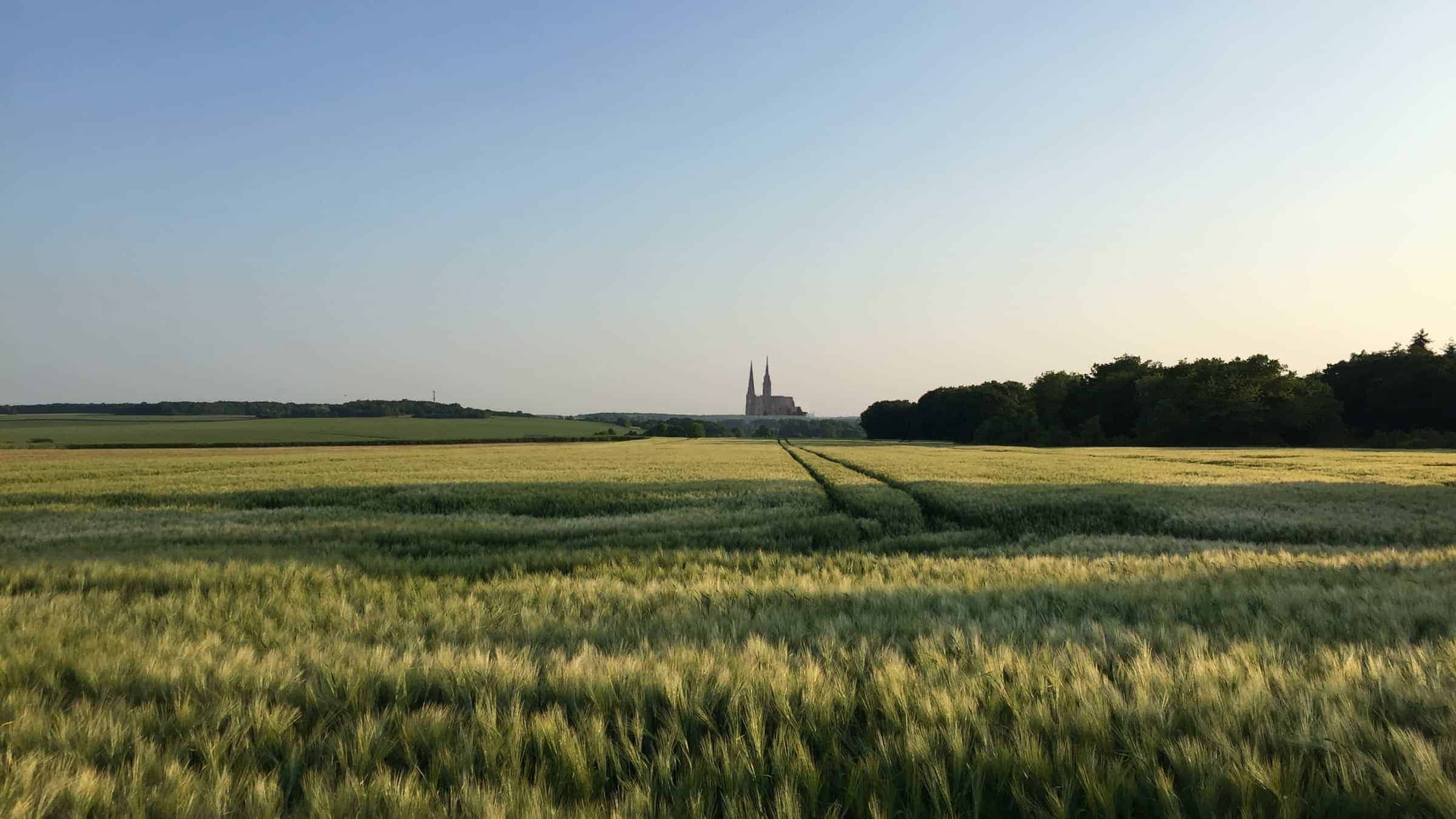 Champ de blé avec la cathédrale de Chartres